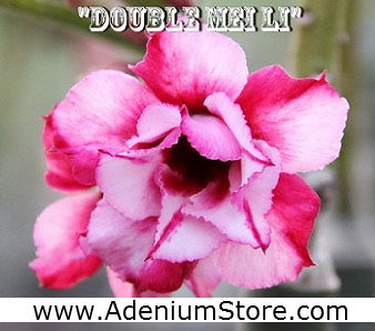 (image for) New Rare Adenium \'Double Mei Li\' 5 Seeds